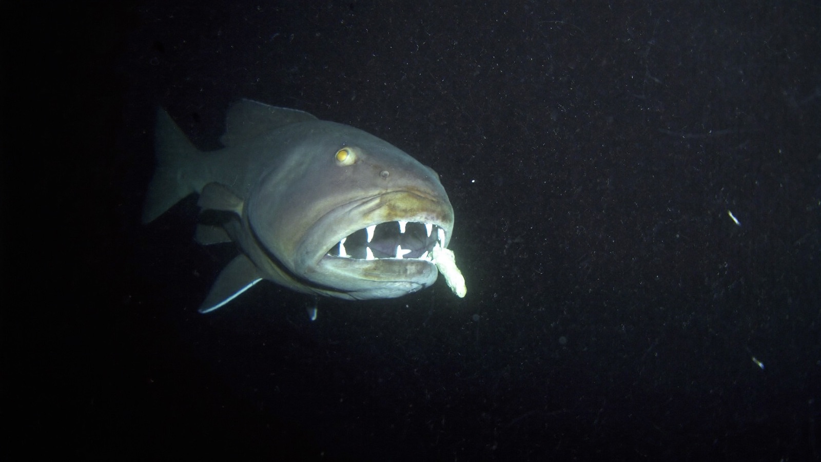 Floodlit photograph from the ROV Lampyra of a deep-sea anglerfish, its glowing lure raised against black water flecked with drifting marine snow.
